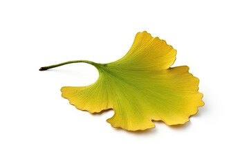 Ginkgo leaf isolated created with Generative AI technology