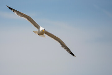 Seagull in flight, sky in the background