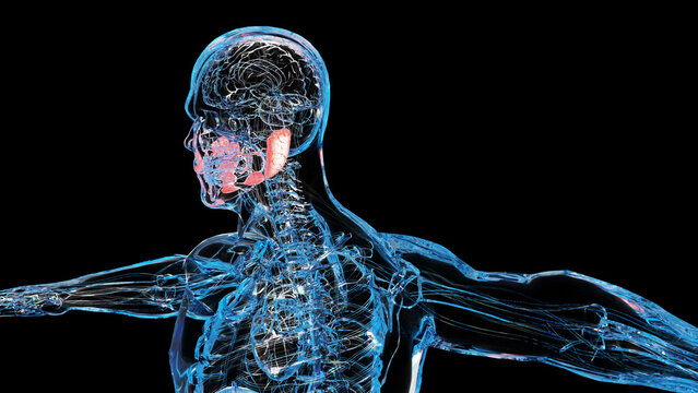 human salivary glands anatomy, human digestive mouth, sublingual , submandibular and parotid gland, Produce of saliva through a system of ducts, under and behind the jaw, 3d render