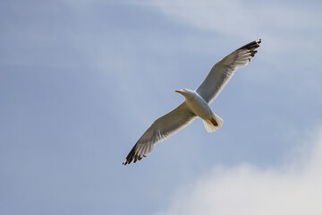 Seagull in flight, sky in the background