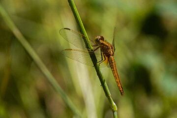 dragonfly on a leaf