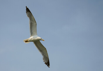 Seagull in flight, sky in the background