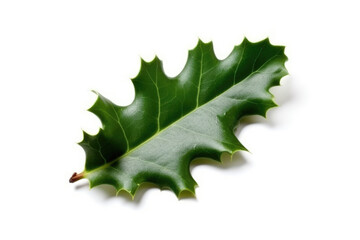 Holly leaf isolated created with Generative AI technology