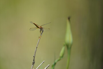 dragonfly on a branch
