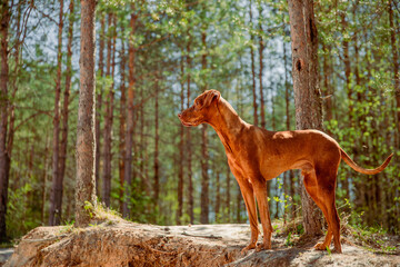 Naklejka na ściany i meble Red hunting vizsla dog in a coniferous forest