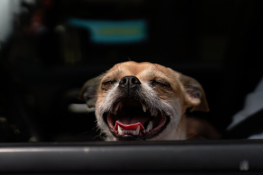 Happy dog looking out of car