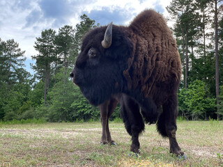 American buffalo or bison in the field grazing