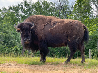 American buffalo or bison in the field looking at the camera