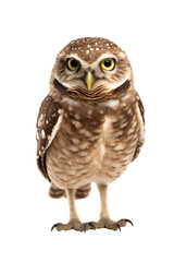 close up of a burrowing owl isolated on a transparent background