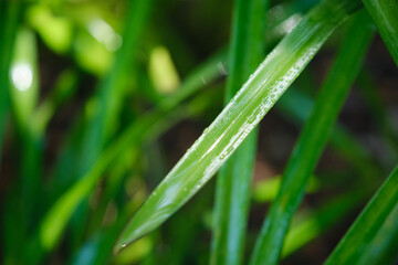 Fototapeta na wymiar Juicy lush green grass leaves with drops of water dew droplets in the wind in morning light in spring summer outdoors close-up macro. Purity and freshness of nature concept background, copy space.