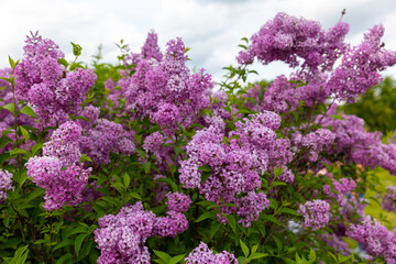 Fototapeta premium Beautiful purple lilac in full bloom. Very fragrant, hardy shrub. All types of lilacs have beautiful flowers. Lilacs are depicted on the coat of arms of the city of Sigulda, Latvia 
