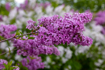 Beautiful purple lilac in full bloom. Very fragrant, hardy shrub. All types of lilacs have beautiful flowers. Lilacs are depicted on the coat of arms of the city of Sigulda, Latvia 