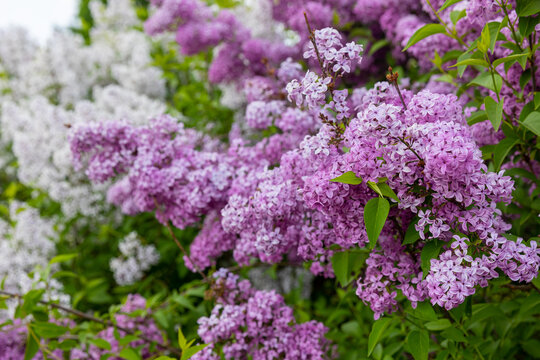 Beautiful purple lilac in full bloom. Very fragrant, hardy shrub. All types of lilacs have beautiful flowers. Lilacs are depicted on the coat of arms of the city of Sigulda, Latvia 