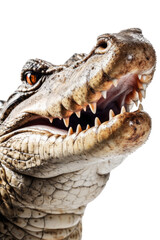 Obraz premium close up of a crocodile isolated on a transparent background