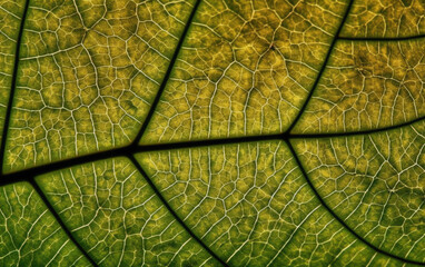 leaf cell texture created with Generative AI technology