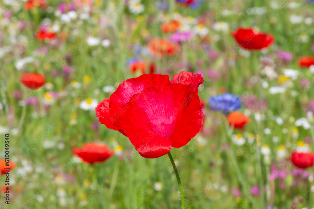 Sticker close up of red poppy on meadow at summer