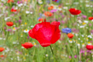 close up of red poppy on meadow at summer