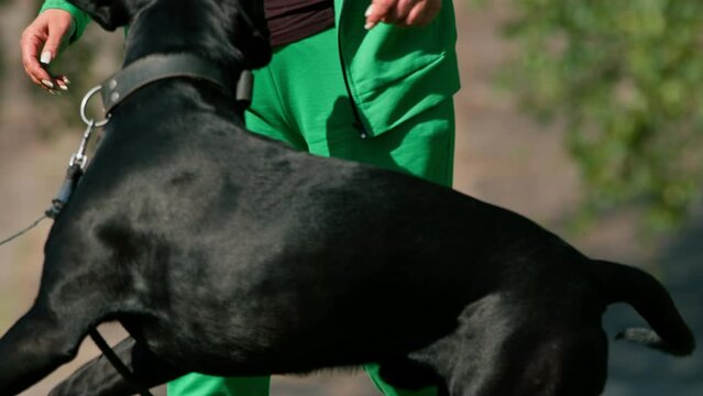 a large breed Cane Corso dog on a walk in a training park attacks a trainer and wants to bite a woman