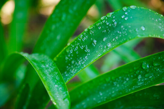 Juicy lush green grass leaves with drops of water dew droplets in the wind in morning light in spring summer outdoors close-up macro. Purity and freshness of nature concept background, copy space.