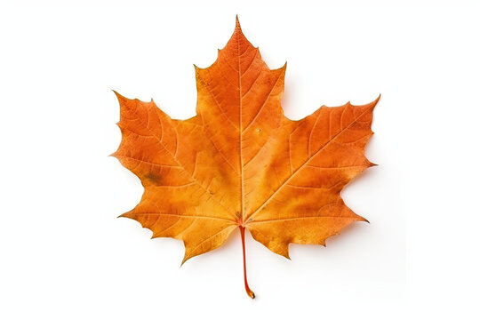 red Maple leaf created with Generative AI technology