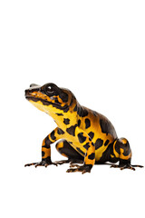 close up of a fire salamander isolated on a transparent background