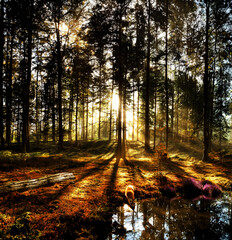 Fox drinking water in forest at sunrise with golden light rays passing between the pine trees