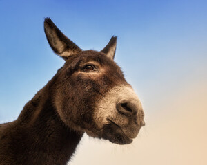 Fototapeta premium Portrait of a brown donkey in front of a blue sky 