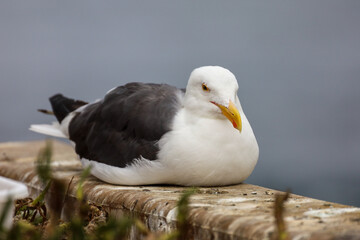 Obraz premium A sea gull laying on top of a concrete fence near her baby chicks.