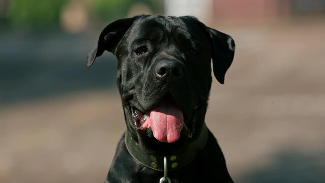a black dog of a large breed cane corso on a walk in the park plays and rests on the grass portrait close-up