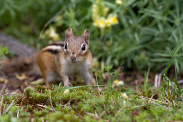 Naklejka na ściany i meble Chipmunk in the grass with yellow flowers in the background.