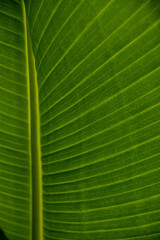 Close up abstract showing the intricate patterns of a banana leaf