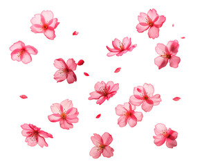 Cherry blossom petals are flying. Sakura petals flying. Isolated on transparent background, png. AI.