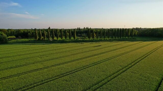 drone shot of green grass. Agricultural fields and parks and gardens in Europe. Agricultural production and activities. Shooting from the top. Gronau, Germany