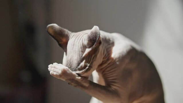Canadian Sphynx. The Canadian Sphynx cat is washing. Hairless cat canadian sphynx licks paw with wet tongue and washes muzzle sits on sunny floor sun indoors funny big ears blue eyes looks at camera.