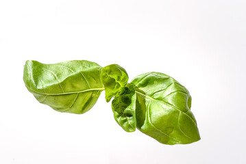 basil leaf on a white background