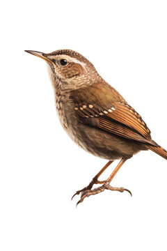 close up of a wren isolated on a transparent background