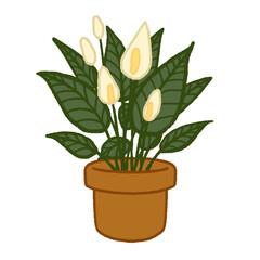 Peace lily