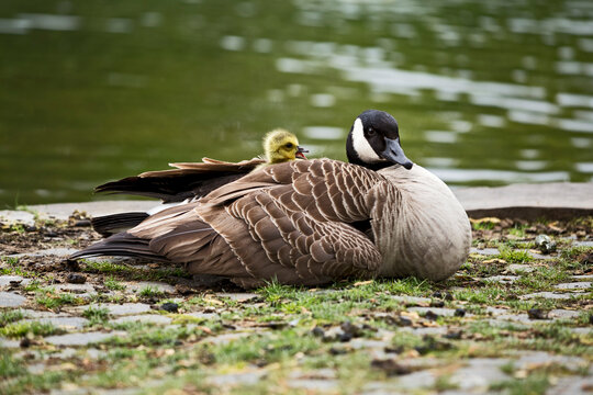 canda goose with chick on a pond