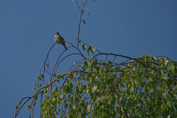 Spatz in Baumkrone