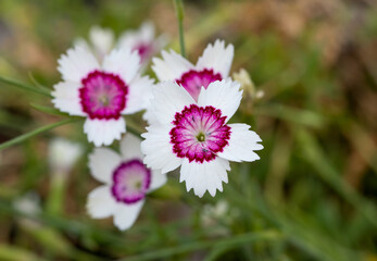 Fototapeta premium Maiden pink arctic fire (Dianthus deltoides 'Arctic Fire')