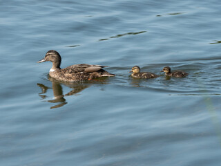 mallard / wild duck Anas platyrhynchos with childs
