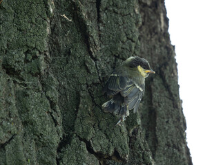 fledgling portrait great tit (Parus major)