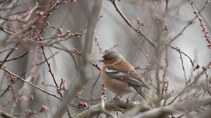 The common chaffinch or simply the chaffinch (Fringilla coelebs)  - male