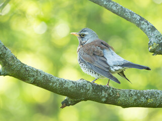 The fieldfare (Turdus pilaris) portrait
