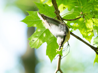 The Eurasian nuthatch or wood nuthatch (Sitta europaea) male with meat