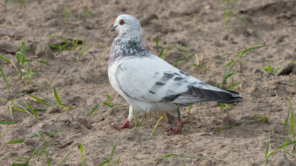 Feral pigeons (Columba livia domestica or Columba livia forma urbana)