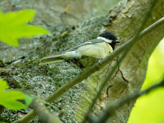 portrait great tit (Parus major)