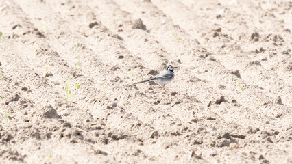 The white wagtail (Motacilla alba)