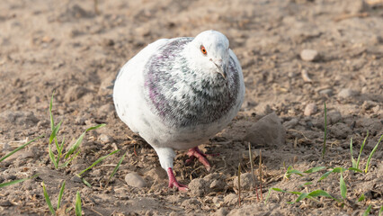 Feral pigeons (Columba livia domestica or Columba livia forma urbana)