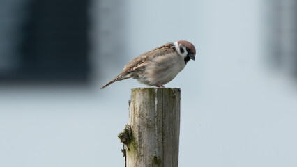 The Eurasian tree sparrow (Passer montanus) 